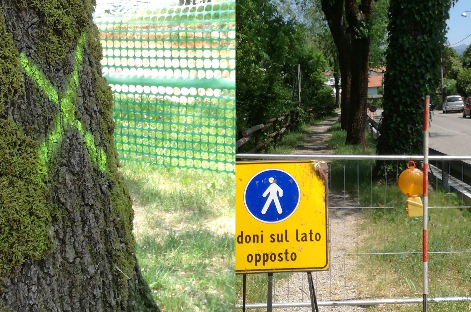 Copertina per Alberi in via Cordaioli, Zanella insiste sul Gect: «Cambiate il tracciato»